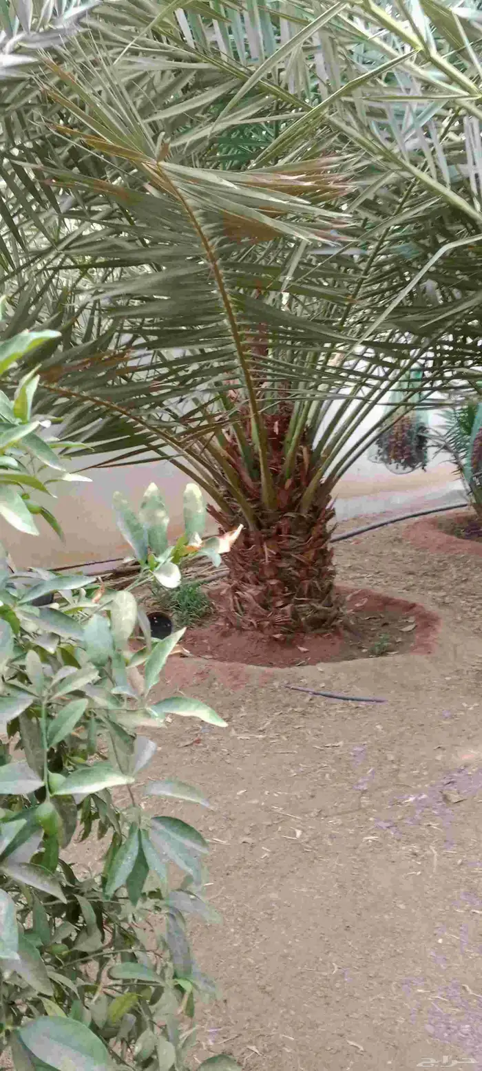 نحيل للبيع 1