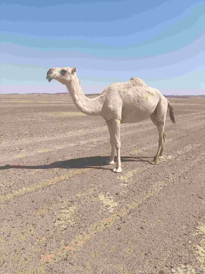 للبيع االقحه 0