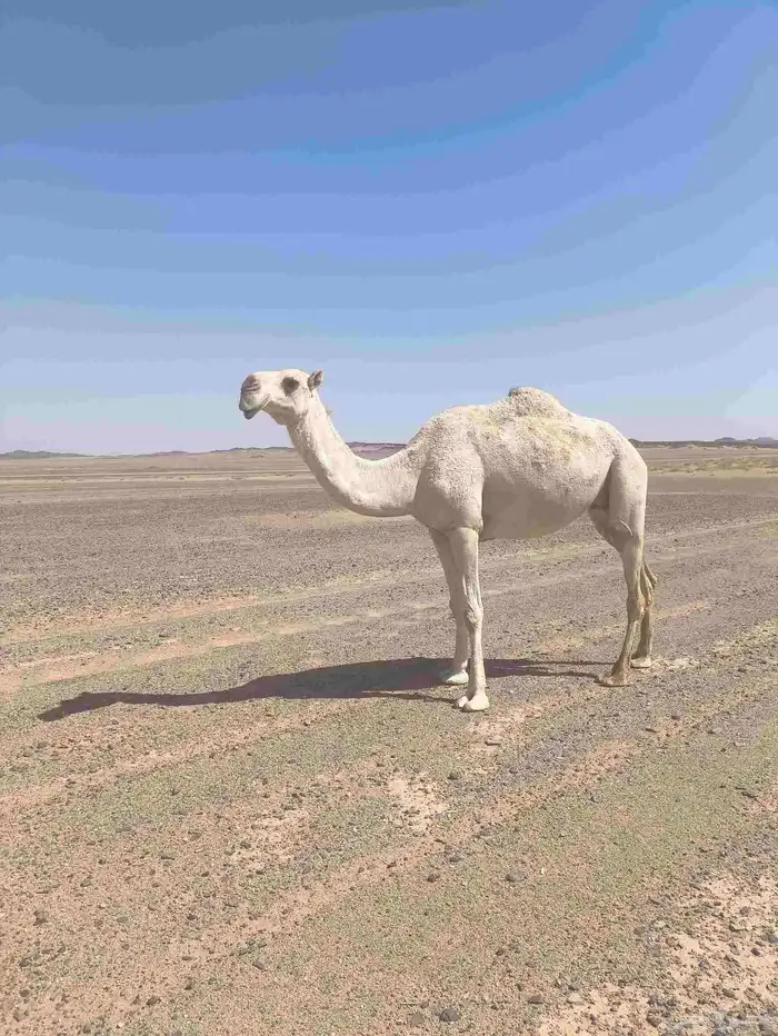 للبيع االقحه 2