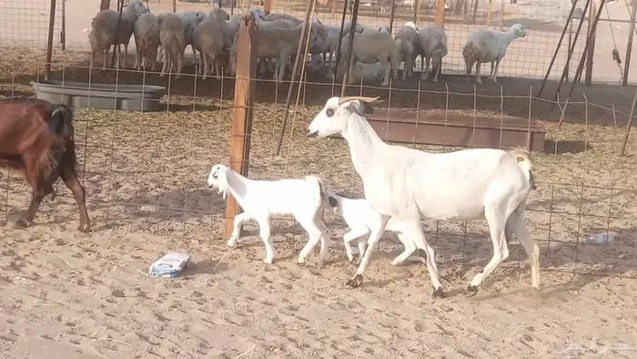 معزا بيشيات خلفات 3 تحتها 3 ماعز مقاني مولده 0