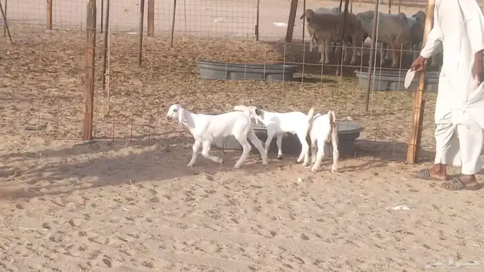 معزا بيشيات خلفات 3 تحتها 3 ماعز مقاني مولده 15