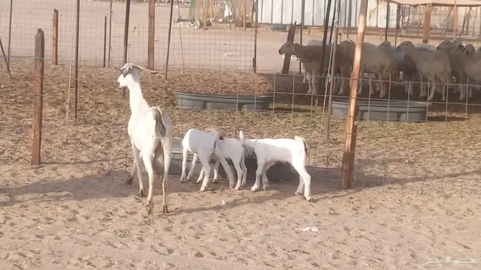 معزا بيشيات خلفات 3 تحتها 3 ماعز مقاني مولده 11