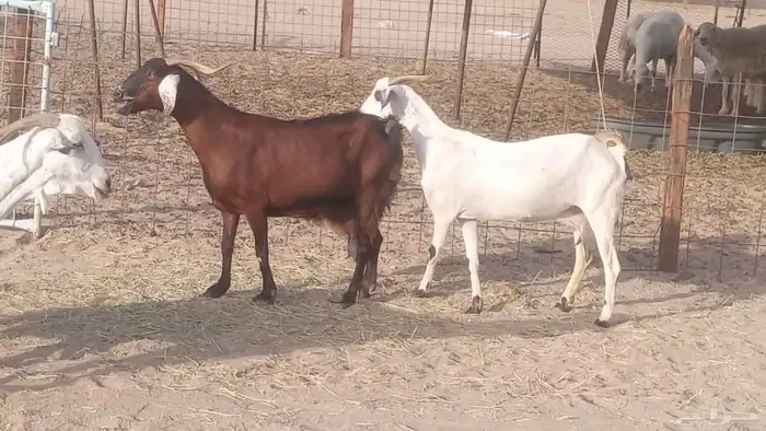 معزا بيشيات خلفات 3 تحتها 3 ماعز مقاني مولده 19