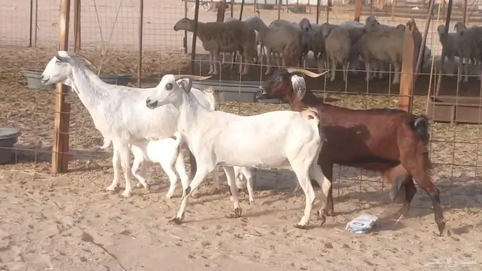 معزا بيشيات خلفات 3 تحتها 3 ماعز مقاني مولده 16