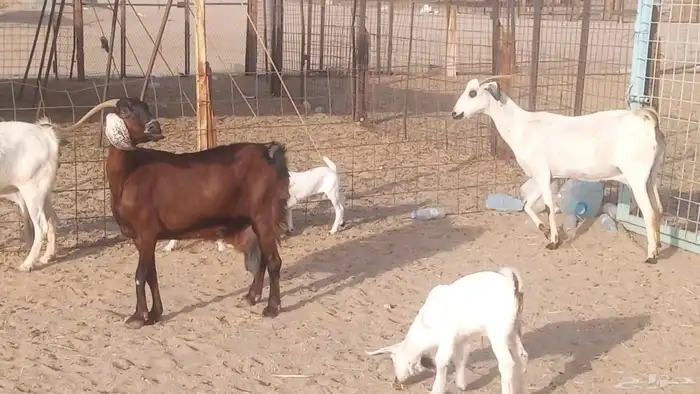 معزا بيشيات خلفات 3 تحتها 3 ماعز مقاني مولده 9