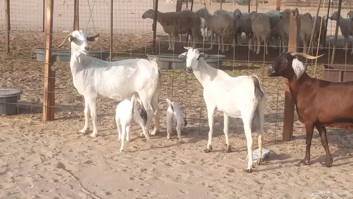 معزا بيشيات خلفات 3 تحتها 3 ماعز مقاني مولده 23