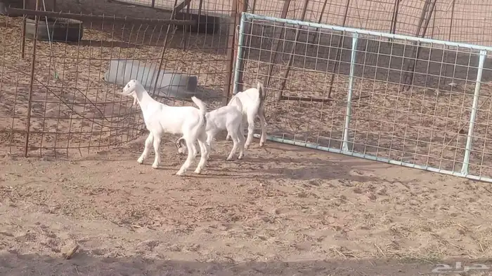 معزا بيشيات خلفات 3 تحتها 3 ماعز مقاني مولده 28