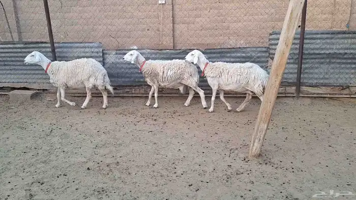 مطوقات شاة والد و 3 دفيييع شرط وثنتين قريبات 2