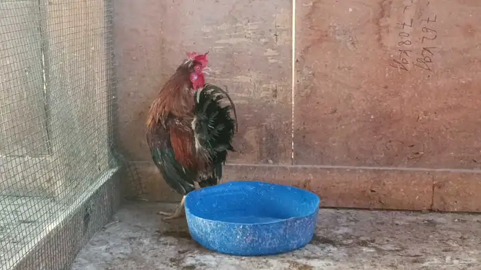 ديك عربي ترثة 4