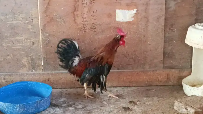 ديك عربي ترثة 3