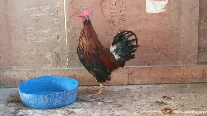 ديك عربي ترثة 5