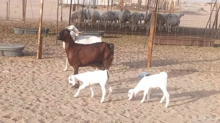 معزا بيشيات خلفات 3 تحتها 3 ماعز مقاني مولده 1