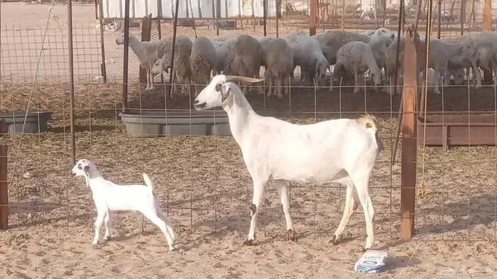 معزا بيشيات خلفات 3 تحتها 3 ماعز مقاني مولده 4