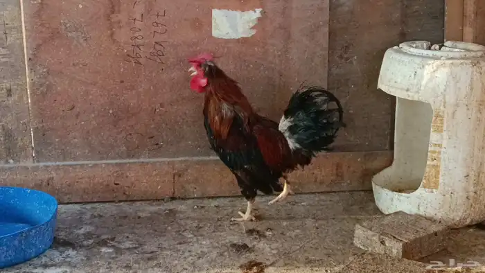 ديك عربي ترثة 0