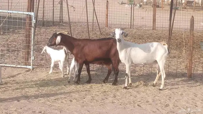 معزا بيشيات خلفات 3 تحتها 3 ماعز مقاني مولده 20