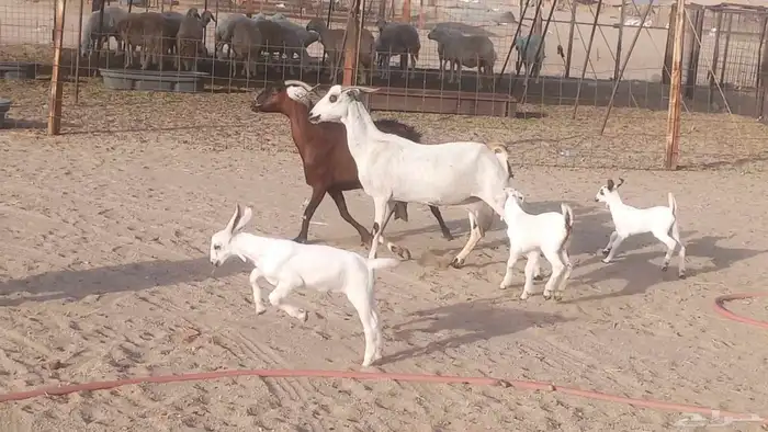 معزا بيشيات خلفات 3 تحتها 3 ماعز مقاني مولده 22