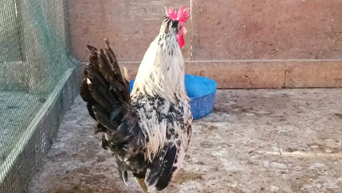ديك عربي 1