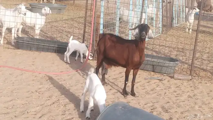 معزا بيشيات خلفات 3 تحتها 3 ماعز مقاني مولده 8