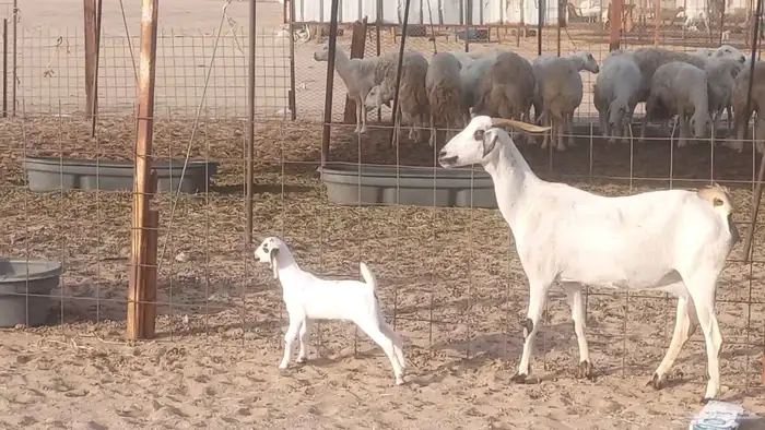 معزا بيشيات خلفات 3 تحتها 3 ماعز مقاني مولده 5