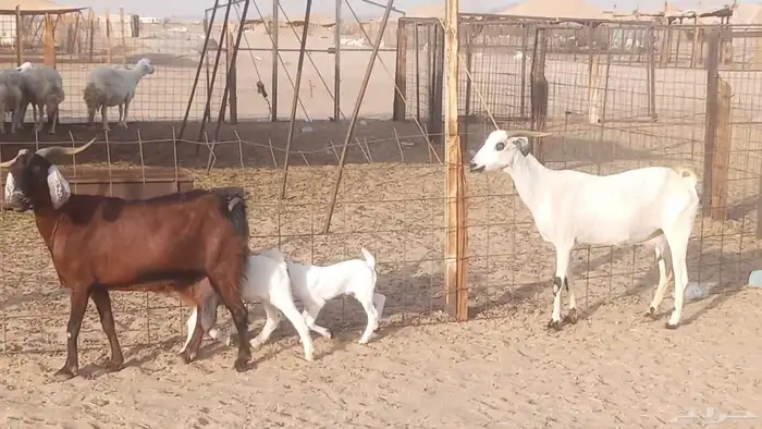 معزا بيشيات خلفات 3 تحتها 3 ماعز مقاني مولده 7