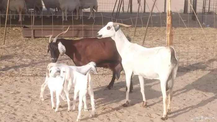 معزا بيشيات خلفات 3 تحتها 3 ماعز مقاني مولده 18