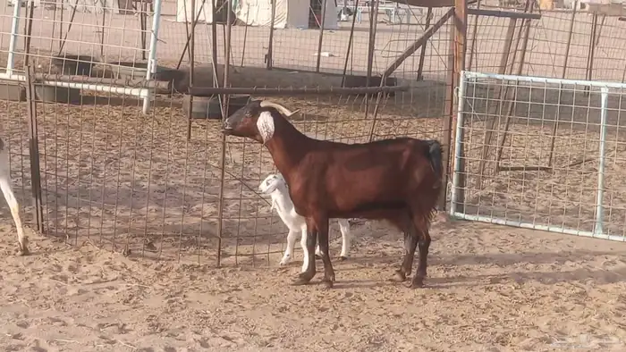 معزا بيشيات خلفات 3 تحتها 3 ماعز مقاني مولده 2