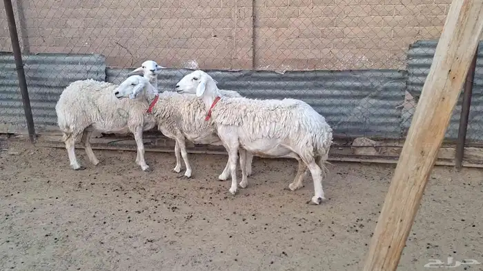 مطوقات شاة والد و 3 دفيييع شرط وثنتين قريبات 1