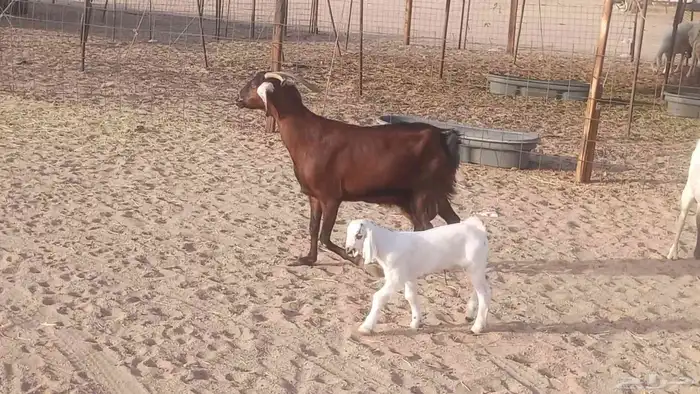 معزا بيشيات خلفات 3 تحتها 3 ماعز مقاني مولده 3