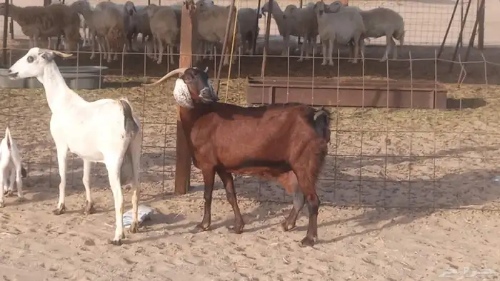 معزا بيشيات خلفات 3 تحتها 3 ماعز مقاني مولده 26