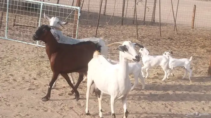 معزا بيشيات خلفات 3 تحتها 3 ماعز مقاني مولده 14