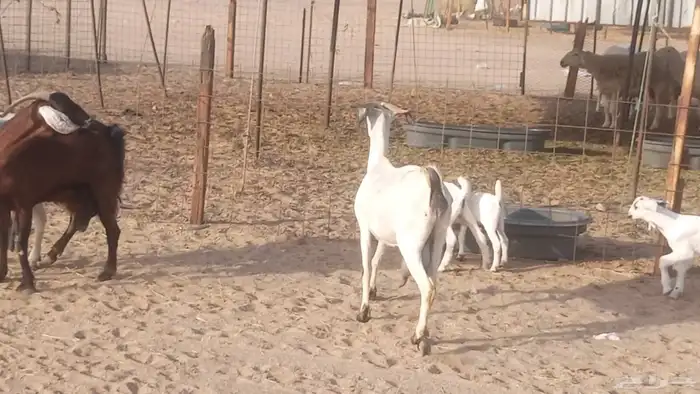 معزا بيشيات خلفات 3 تحتها 3 ماعز مقاني مولده 12