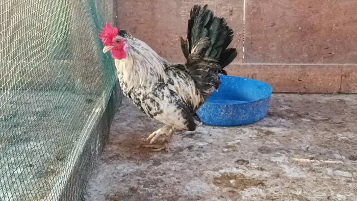 ديك عربي 7