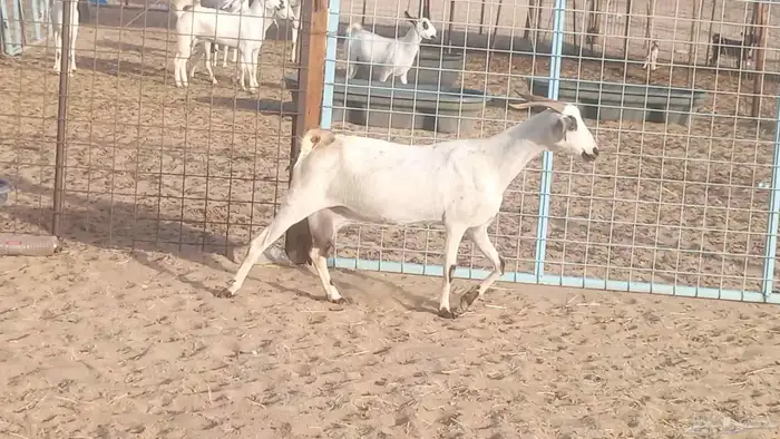 معزا بيشيات خلفات 3 تحتها 3 ماعز مقاني مولده 13