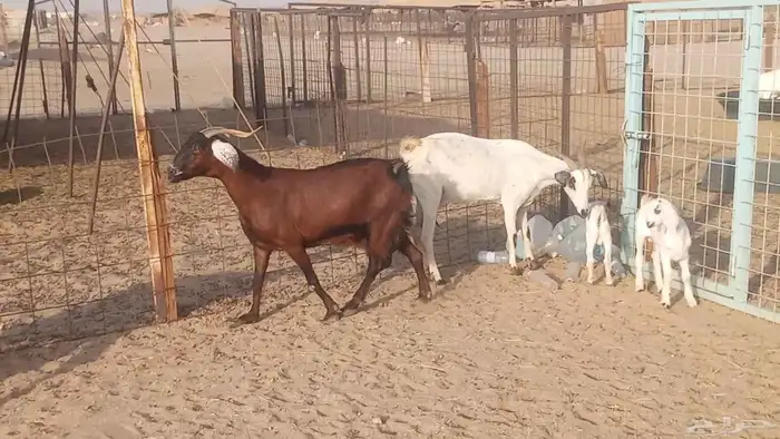 معزا بيشيات خلفات 3 تحتها 3 ماعز مقاني مولده 6