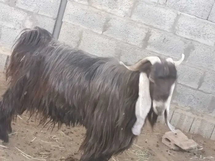 تيس فحل للبيع الدلم الخالديه 0