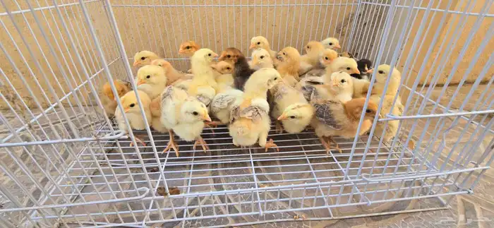 صوص دجاج تركي 1