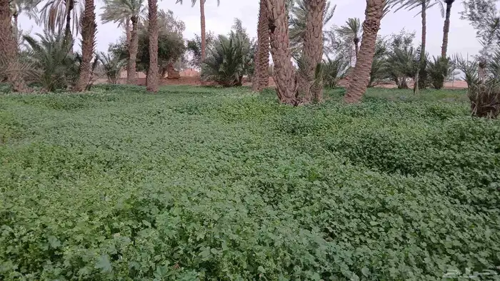 نخل طويل للبيع او بدل بفراخ نخل 0