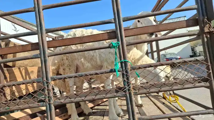 مزرعة ومراح حلال الديرة لبيع الذبائح واللحوم الطازجه 5