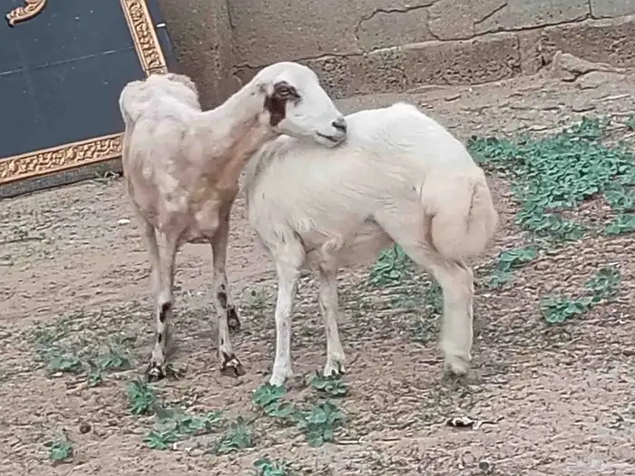 نعجة رفيديه تحتهارخل 0