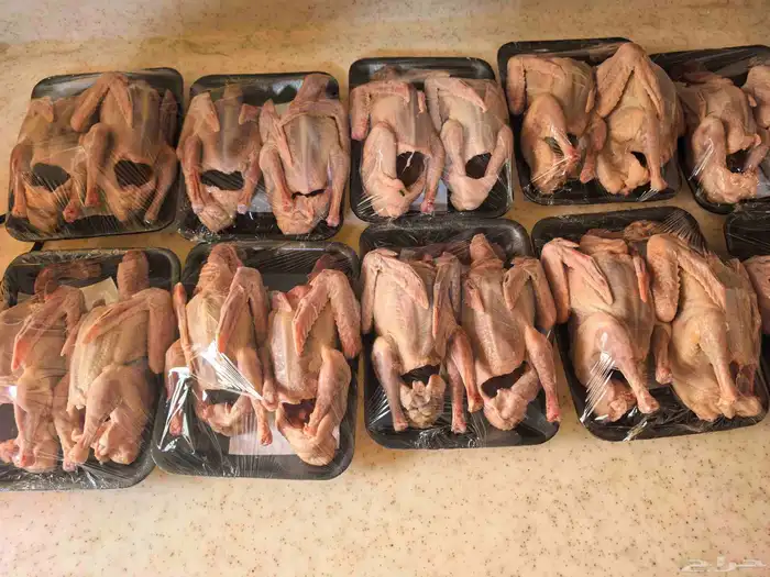 زغاليل حمام لاحم فرنسي 1