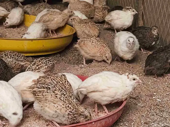 سمان فري تم تم البيع 3