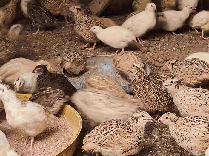 سمان فري تم تم البيع 2