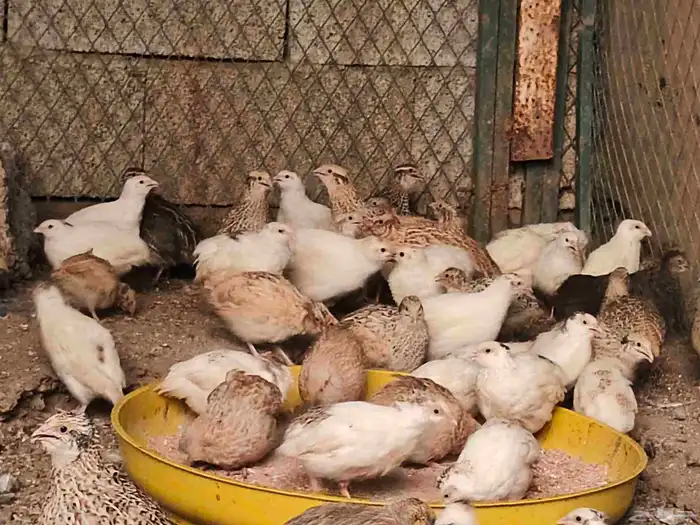 سمان فري تم تم البيع 0