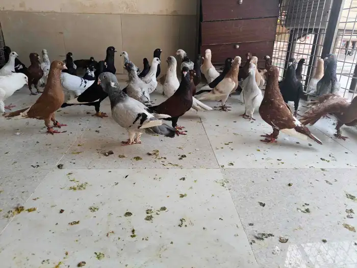 للبيع حمام شامي 0