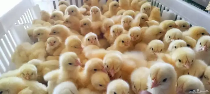 مشرف مزارع الدواجن وليه خبره عاليه في هذا المجال 2