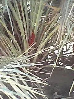 فراخه خضرى للبيع 2