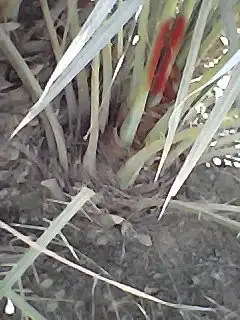 فراخه خضرى للبيع 0