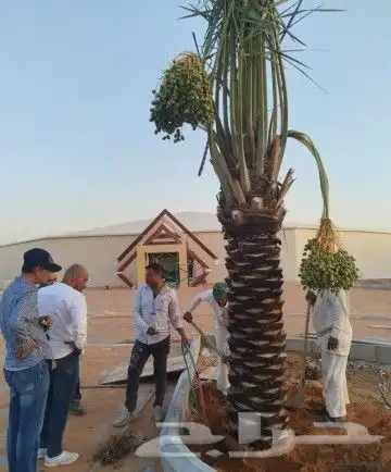 نخل للبيع نخيل مثمر فاخر خلاص صقعي سكري شيشي برحي هلالي سلج 7