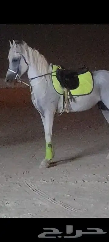 للايجار خيول وجمال لي اليوم الوطني 1