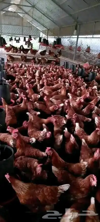 مشرف مزارع الدواجن وليه خبره عاليه في هذا المجال 5